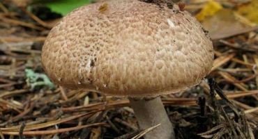 Charakteristika lesní houby a způsoby jejího sběru